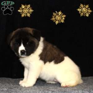 Cory, Akita Puppy